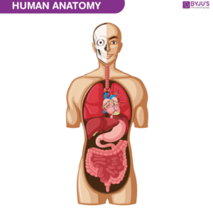 Human Anatomy and Physiology